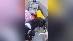 Dogs rescued onto lifeboat as floods devastate popular tourist destination Instructional Video