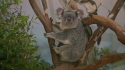 Find Out How This Koala Population Can Help Predict Births In the Wild Instructional Video
