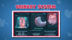 I WONDER - What Does The Urinary System Do? Instructional Video