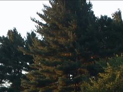 Introduction to Classifying Plants and Fungi Instructional Video