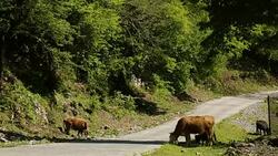 Few cows with calfs grazing near road in Caucasian mountais in Kutaisi, Georgia Stock Footage