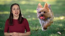 Puppies and the Alphabet: U to Z Instructional Video