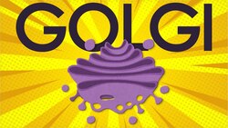 Golgi apparatus: structure and function Instructional Video
