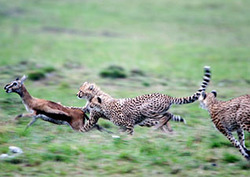 Prey Instructional Video