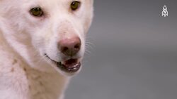 Mawson and Tingoora, Exploring the plight of Australia's dingoes  Instructional Video