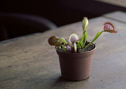 Factpack: Amazing Plants Instructional Video