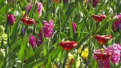 Iconic tulips in bloom but new coronavirus keeps visitors away News Clip