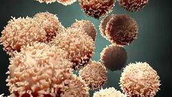 Cells under microscope in motion Stock Footage