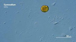 The Algae That Saved an Astronaut's Life Instructional Video