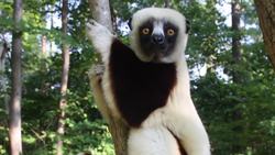 Lemur lovers' synced scents reflect strength of their bond Instructional Video