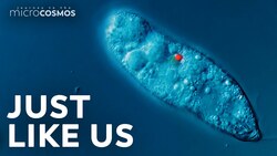 The Illuminating Reason Perenema Curl Up Into a Ball Instructional Video