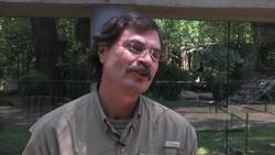 Chinese themed birthday parties for giant pandas Instructional Video