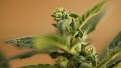 medical cannabis Stock Footage