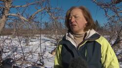 Syrian refugees return to farming News Clip