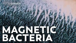 Bacteria That Only Want To Head North Instructional Video