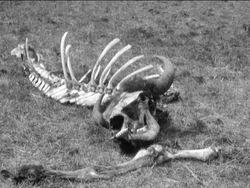 Sustainability and Natural Resources: Consumption of Natural Resources Instructional Video