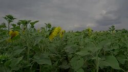 The movement of the eyes down into a field of sunflowers Stock Footage