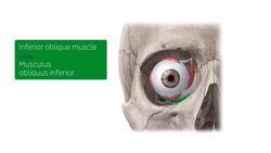 Inferior oblique muscle Instructional Video