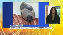 Harp seal recovering at Marine Mammal Stranding Center News Clip