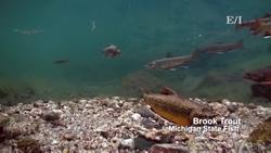 How to start Trout Fishing Instructional Video