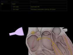 Muscarinic cholinergic receptors Instructional Video