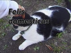 Understanding the Scientific Naming System Instructional Video