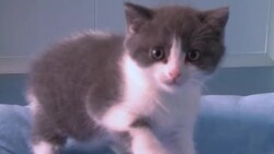 VOICED : China clona su primer gato News Clip