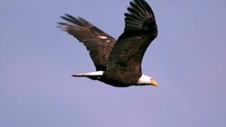 Origins of bird species Instructional Video