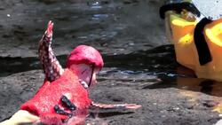 How to Survive a White-Water Rafting Accident Instructional Video