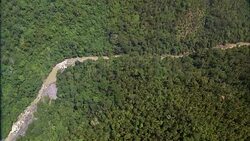 AERIAL OF MUDDY RIVER THROUGH TREES AND PALM TREES, TROPICAL PLANTS IN RAINFOREST OR JUNGLE. GREEN, LUSH. Stock Footage