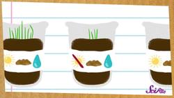 Grow Your Own Plants! Instructional Video