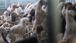Hunting hound dogs in cages News Clip