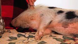 Myth of Mini Pigs & Micro Pigs Instructional Video