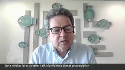 Famous grieving mother orca from endangered pod loses another calf News Clip