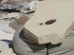 Fascinating Fossils: How Fossils Help Us Instructional Video