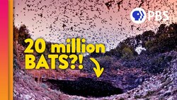 Visiting the Largest Bat Colony on Earth! Instructional Video