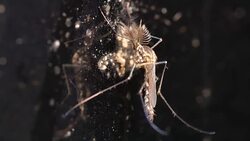 mosquito on the mirror wall moving its hind legs Stock Footage