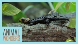 Setting Up A Bioactive Enclosure | Red Eyed Croc Skink Instructional Video