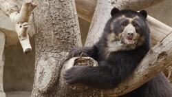 Meet Turbo, The Andean Bear That is a Handful! Instructional Video