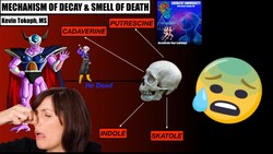 Biochemical Mechanism of the Smell of Death | How do Bodies Decay? Instructional Video