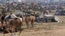 Pushkar Camel Fair, India Stock Footage