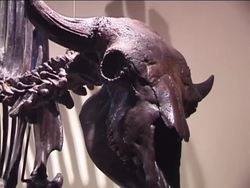 The Classification of Organisms: Abundance of Life Instructional Video