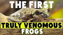 Don’t Grab The Venomous Frogs Instructional Video