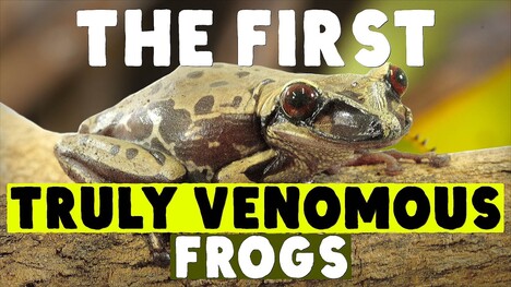 Don’t Grab The Venomous Frogs