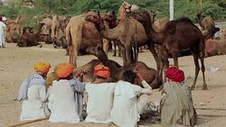 Pushkar Camel Fair, India Stock Footage