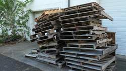 Buscar e informar de la mosca linterna con manchas Instructional Video