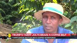 Trump tariffs: Tariff threatens Brazil’s lead as top coffee supplier News Clip
