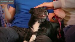 Healthy Tips For Walking Your Dog - Better Your Day With Joe And Jesse Instructional Video