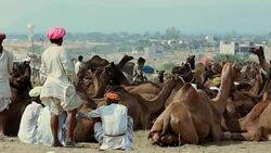 Pushkar Camel Fair, India Stock Footage