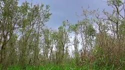 Large Nestling Great Egret in Large Nestling Great Egret in Phatthalung Province Stock Footage
